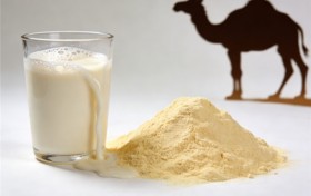 驼奶粉哪个品牌最好？适合体质并能满足特定营养需求的便是好的！