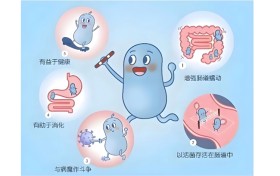 熬夜外卖伤肠道？科学补充益生菌，稳住菌群平衡提升消化力